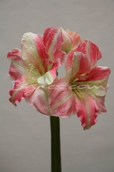 422EA027