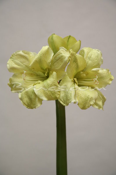 422EA028